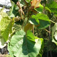 Swietenia macrophylla King